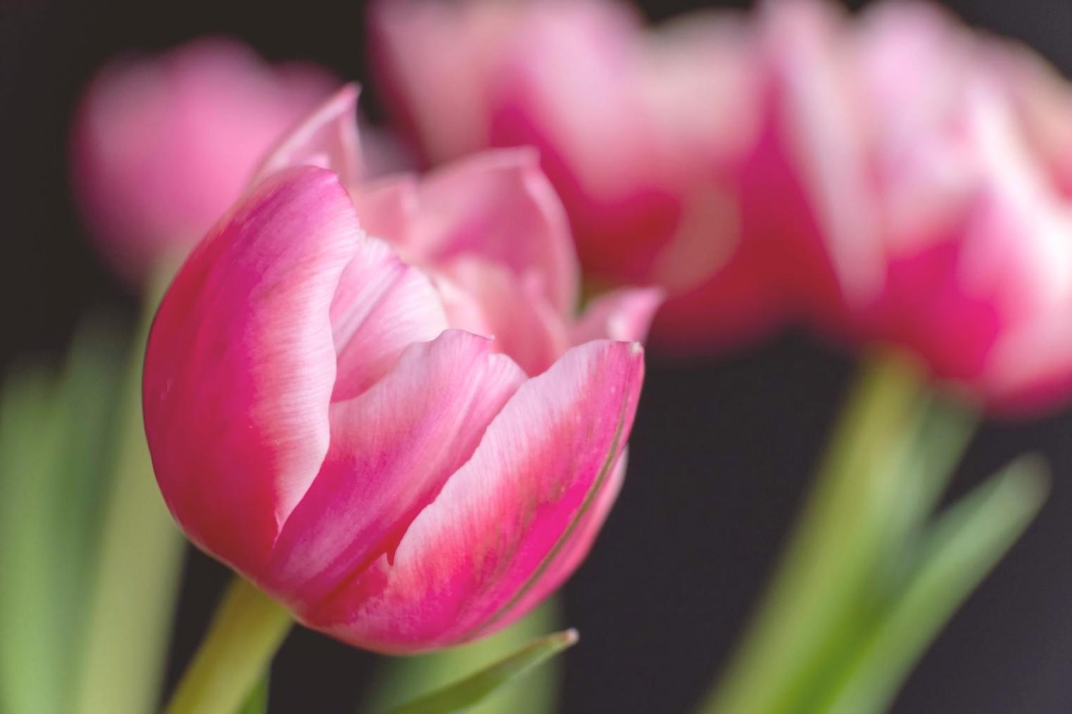 Kişiselleştirilmiş öğrenme rotası görselleştirmesi